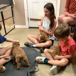 Linus - Red  male Poodle puppy in Nacogdoches, Texas from BA Mini Poodles