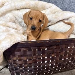 Opal - Red female Dachshund puppy in Crossville, Tennessee from Golden Critter Farm
