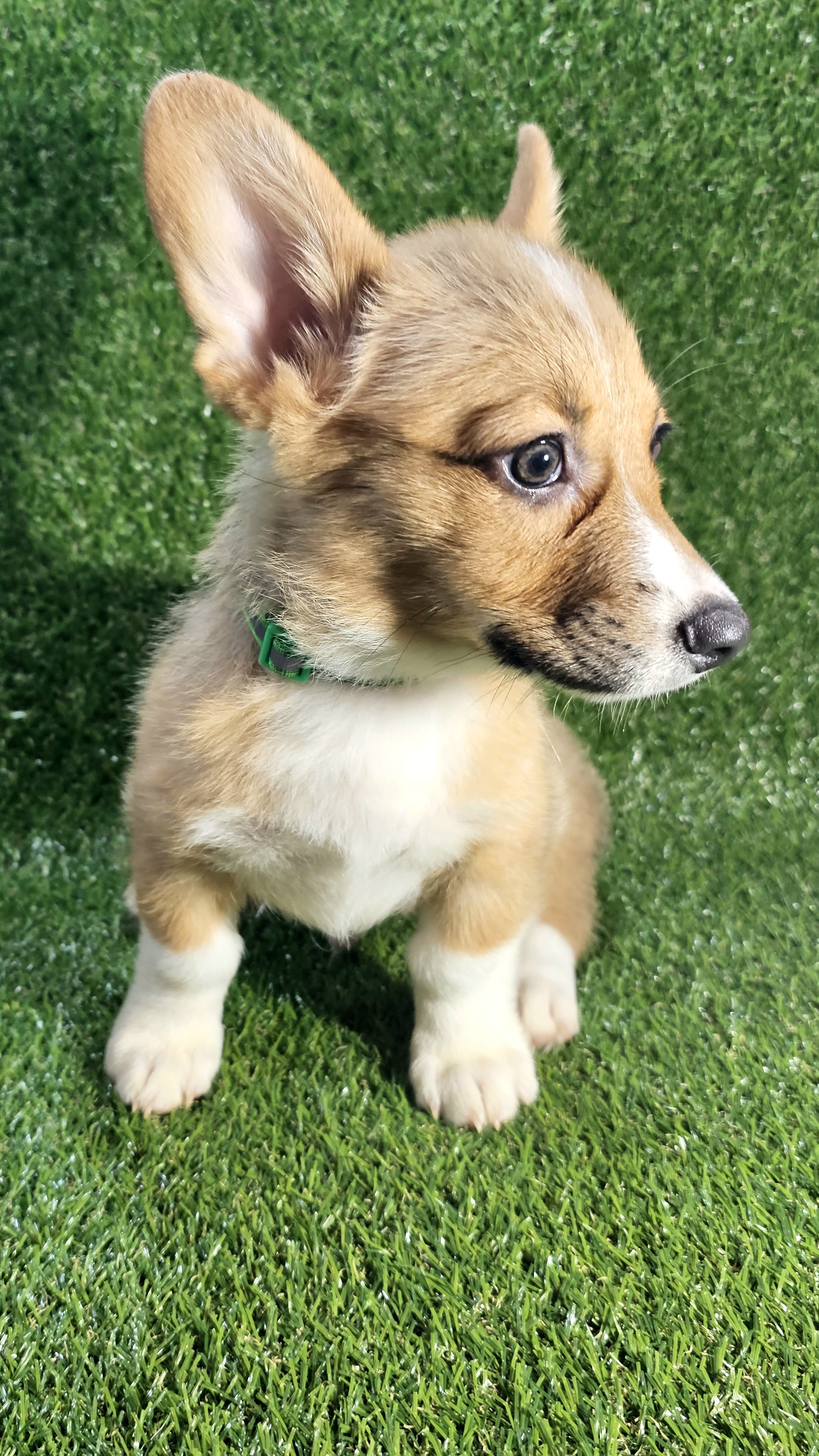 Green - White and red Pembroke Welsh Corgi puppy in Winnsboro, Texas from H2 Puppies