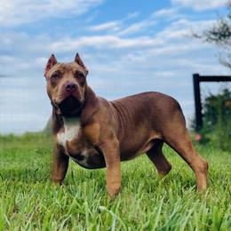 Ducky - American Bully