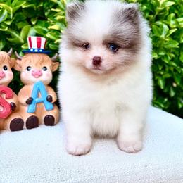 Chocolate Merle Parti boy AKC - Chocolate merle male Pomeranian puppy in Princeton, New Jersey from PureLove Poms.