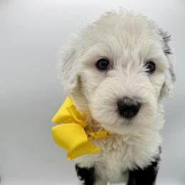 Gentle Soul - Yellow collar - Black and white male Sheepadoodle puppy in Camden, North Carolina from Luv My Doodle