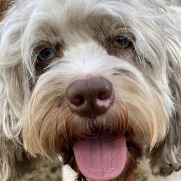 Australian Labradoodles and Cockapoos from Watermill Doodles of WNC