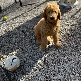 Poodle Puppies from FurEver Poodles