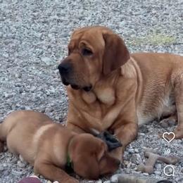 Gab - Labrador Retriever