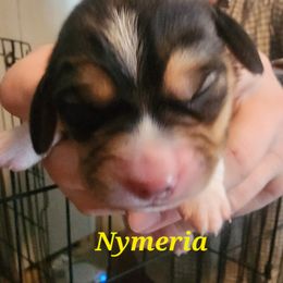 Nymeria - Black fawn and white female Beagle puppy in Brockway, Pennsylvania from Sugar Hill Hounds