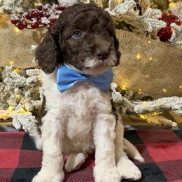 Light Blue Boy - Parti male Goldendoodle puppy in Loganville, Georgia from Sweet Home Doodles