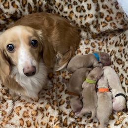 Brown Collar Girl - Cream female Dachshund puppy in Descanso, California from Kendaline Kennels