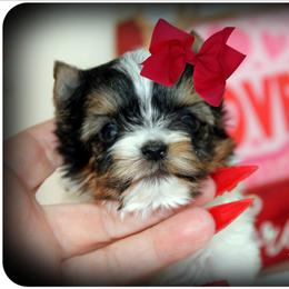 Rupert - Parti male Yorkshire Terrier puppy in Warren, Michigan from Danielle's Yorkie & Shih Tzu Babies