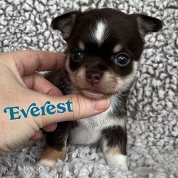 Everest - Chocolate and tan male Chihuahua puppy in Augusta, Georgia from Sophia Jade's Chi Brigade