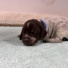 German Shorthaired Pointer Puppies from Lipan Creek German Shorthaired Pointers