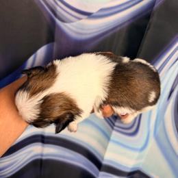 Baby Boy 2 - Tricolor male Shih Tzu puppy in Detroit, Michigan from Steel Blue Diamond Kennel