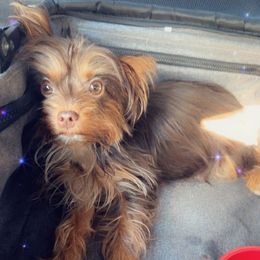 Megan - Yorkshire Terrier