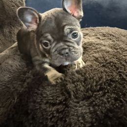 French Bulldog Puppies from Amber Gomes