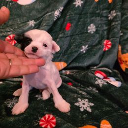 Olaf - White and black male Chinese Crested puppy in Utah from Mlee puppies