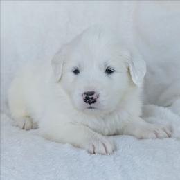 Orange - White male Great Pyrenees puppy in Yakima, Washington from Naches Heights Ranch