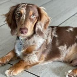 Bocephus - Dachshund