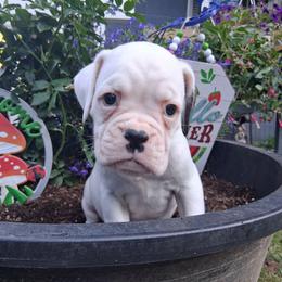 LEFTY - White male Boxer puppy in Pikeville, Kentucky from Boxers of Whispered Wishes