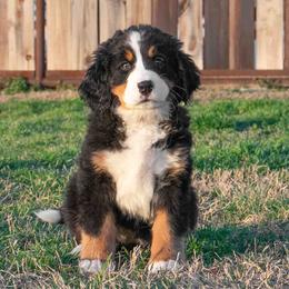 Bernese Mountain Dog Puppies from Berner Dynasty