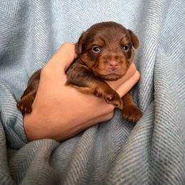Puppy 1 - Chocolate and tan male Yorkshire Terrier puppy in Kissimmee, Florida from The Yorkie House