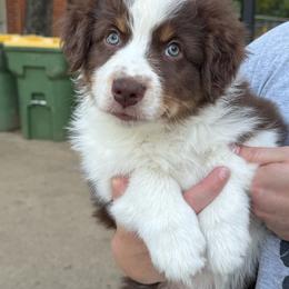 Foxie - Red tri-color female Australian Shepherd puppy in Texas from Legendary Canines