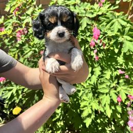 Kirby - Tri-color male Cavalier King Charles Spaniel puppy in Silver Bay, Minnesota from Cedar Cavaliers