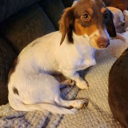 Jasmine - Dachshund