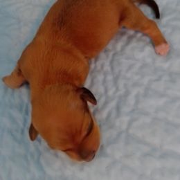 Matilda - Red female Dachshund puppy in Cedar Rapids, Iowa from Paulassillydogs