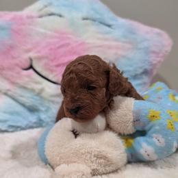 Major (CKC) - Red  male Poodle puppy in Rainbow City, Alabama from Spinks Poodles