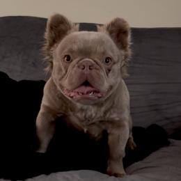 Ginger - French Bulldog