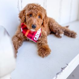 Calvary - Apricot male Goldendoodle puppy in Marietta, Georgia from Reece + Co Doodles & Poodles