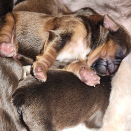 Red1 - Red and tan female Shih Tzu puppy in Chapel Hill, North Carolina from A Handful of Love Breeders.LLC