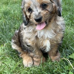 Cavapoo Puppies from Buttercup Doodles