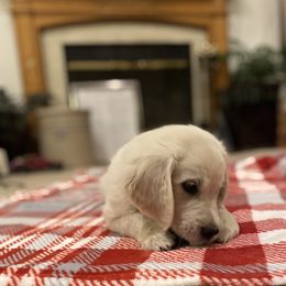 Golden Retriever Puppies from Silver Morning Farm