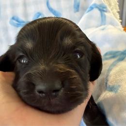Grayson - Black and cream male Dachshund puppy in Griffin, Georgia from Always Trippin' Doxie Life