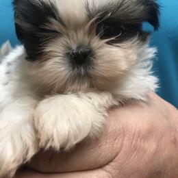 Shih Tzu Puppies from Willow Lane Shih Tzus