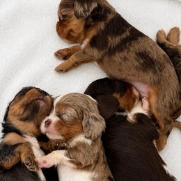Pics coming soon - Tri-color male Cavalier King Charles Spaniel puppy in Yuciapa, California from AlltheDoodlez_