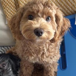 Winnie - Cockapoo