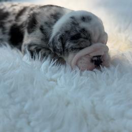 Sassy - Gray brindle female Olde English Bulldogge puppy in Camdenton, Missouri from Mule Pool Olde English Bulldogges