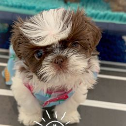 Shih Tzu Puppies from Arizona Sunrise Shih Tzus