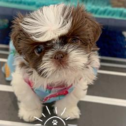 Shih Tzu Puppies from Arizona Sunrise Shih Tzus