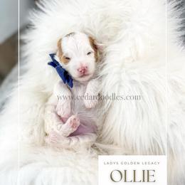 Ollie - Red  male Goldendoodle puppy in Cedar City, Utah from Cedar Doodles- Home of the Teddybear Goldendoodle