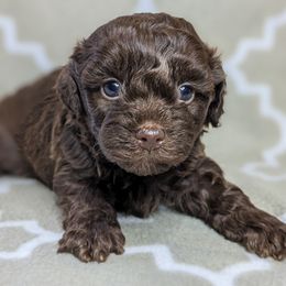 Yorkipoo and Yorkshire Terrier Puppies from Pup Moi Furrever Pets
