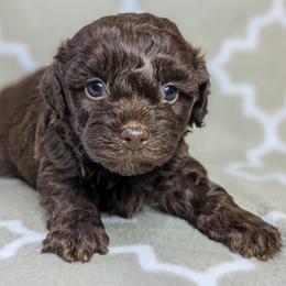 Yorkipoo and Yorkshire Terrier Puppies from Pup Moi Furrever Pets