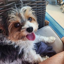 Sammy - Yorkshire Terrier
