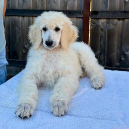 Lily - Cream female Poodle puppy in Roseville, California from Aura & Luxe Poodles