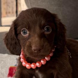Truffle - Chocolate and tan female Dachshund puppy in Wallingford, Kentucky from Hensley Homestead Dachshunds