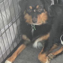 Bev - Miniature Australian Shepherd