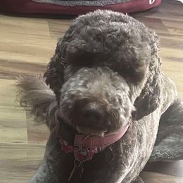 Pheobs - Labradoodle