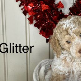 Girl 4 - Parti Goldendoodle puppy in Newark, Ohio from Valleydayle Doodles and Wheatens